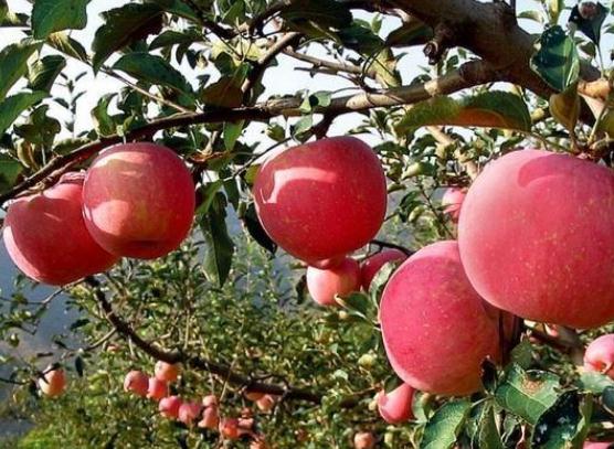 【新保得】農(nóng)業(yè)部長(zhǎng)：有機(jī)肥搭配化肥，未來施肥的大趨勢(shì)！